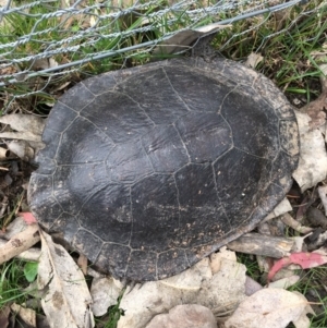 Chelodina longicollis at Gungahlin, ACT - 14 Sep 2016