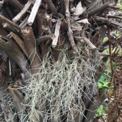 Tillandsia sp. (Spanish Moss) at Chisholm, ACT - 14 Sep 2016 by CCS