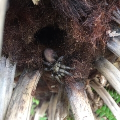 Stanwellia sp. (genus) (Trapdoor Spider) at Giralang, ACT - 14 Sep 2016 by Denise