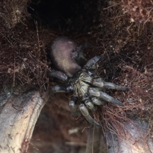 Stanwellia sp. (genus) at Giralang, ACT - 14 Sep 2016