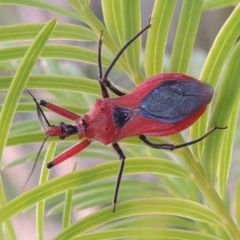 Gminatus australis (Orange assassin bug) at Greenway, ACT - 19 Dec 2015 by michaelb