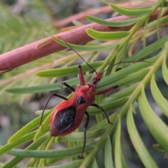 Gminatus australis at Greenway, ACT - 19 Dec 2015