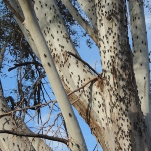 Psaltoda moerens at Tharwa, ACT - 1 Dec 2013