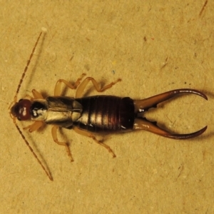 Forficula auricularia at Conder, ACT - 10 Oct 2015