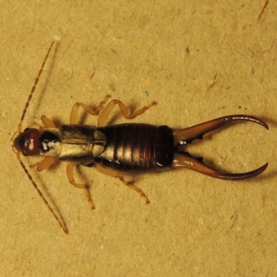 Forficula auricularia (European Earwig) at Conder, ACT - 10 Oct 2015 by MichaelBedingfield