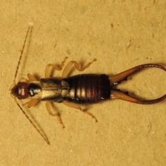 Forficula auricularia at Conder, ACT - 10 Oct 2015