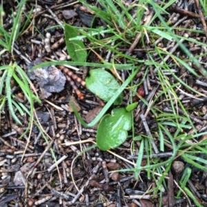 Ophioglossum lusitanicum at Canberra Central, ACT - 15 Sep 2016 09:56 AM