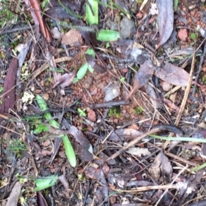 Glossodia major at Canberra Central, ACT - suppressed