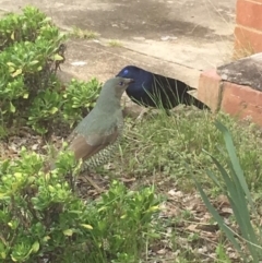 Ptilonorhynchus violaceus (Satin Bowerbird) at Griffith, ACT - 14 Sep 2016 by Speedsta