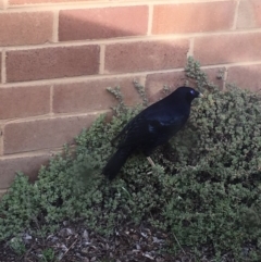 Ptilonorhynchus violaceus (Satin Bowerbird) at Griffith, ACT - 15 Sep 2016 by Speedsta
