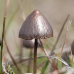 Panaeolus sp. at Murrumbateman, NSW - 13 Sep 2016