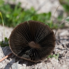 Panaeolus sp. at Murrumbateman, NSW - 13 Sep 2016