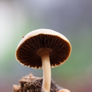 Stropharia sp. at Murrumbateman, NSW - 14 Sep 2016