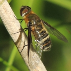 Villa sp. (genus) (Unidentified Villa bee fly) at Fadden, ACT - 7 Jan 2016 by michaelb