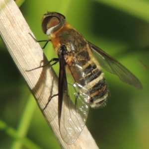 Villa sp. (genus) at Fadden, ACT - 7 Jan 2016