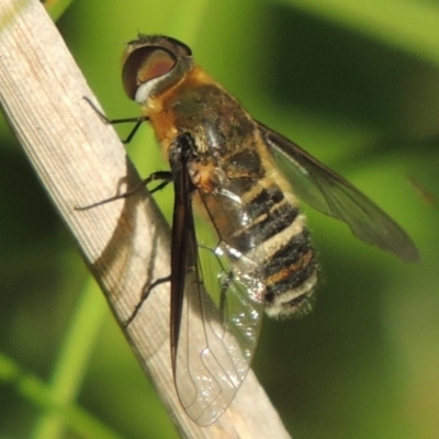Villa sp. (genus) (Unidentified Villa bee fly) at Fadden, ACT - 7 Jan 2016 by michaelb