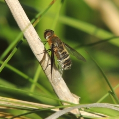 Villa sp. (genus) at Fadden, ACT - 7 Jan 2016