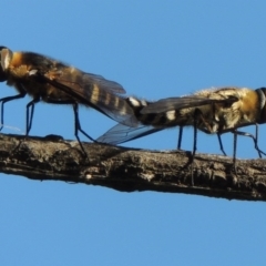 Villa sp. (genus) at Fadden, ACT - 7 Jan 2016