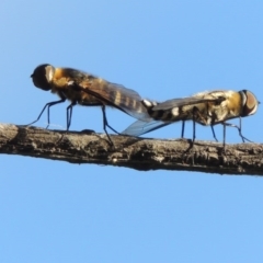 Villa sp. (genus) at Fadden, ACT - 7 Jan 2016