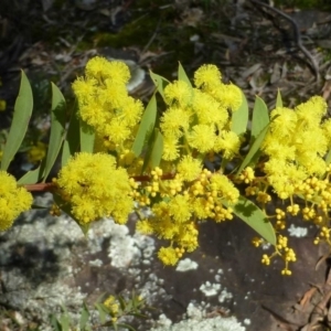 Acacia lunata at Canberra Central, ACT - 12 Sep 2016