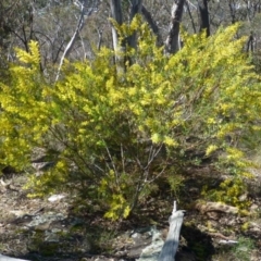 Acacia lunata at Canberra Central, ACT - 12 Sep 2016