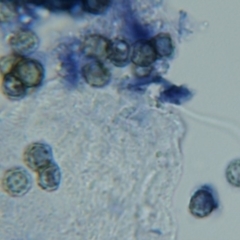 Amaurodon aquicoeruleus at Macquarie, ACT - 17 Jul 2016 12:00 AM