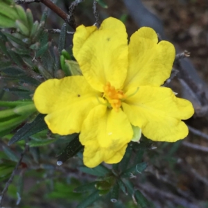 Hibbertia sp. at Jerrabomberra, NSW - 16 Sep 2016 12:32 PM