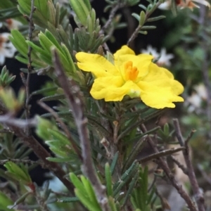 Hibbertia sp. at Jerrabomberra, NSW - 16 Sep 2016 12:32 PM