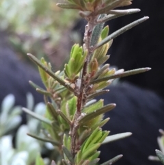 Hibbertia sp. at Jerrabomberra, NSW - 16 Sep 2016 12:32 PM