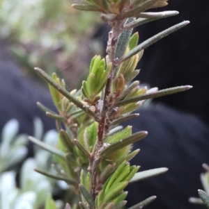 Hibbertia sp. at Jerrabomberra, NSW - 16 Sep 2016 12:32 PM