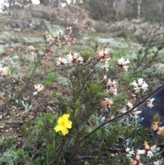 Hibbertia sp. at Jerrabomberra, NSW - 16 Sep 2016 12:32 PM