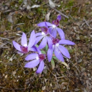 Cyanicula caerulea at Canberra Central, ACT - suppressed