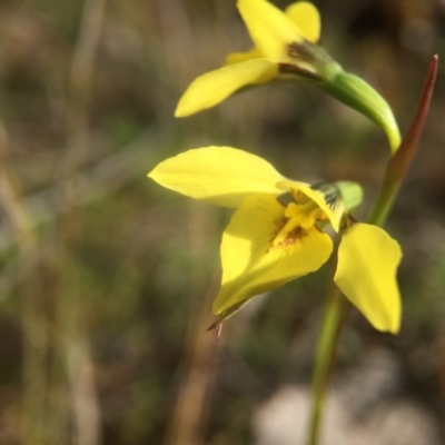 Diuris chryseopsis (Golden Moth) at Mulligans Flat - 16 Sep 2016 by JasonC