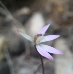 Caladenia fuscata (Dusky Fingers) at Mulligans Flat - 16 Sep 2016 by JasonC