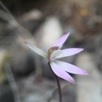 Caladenia fuscata (Dusky Fingers) at Gungahlin, ACT - 16 Sep 2016 by JasonC