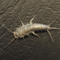 Ctenolepisma longicaudatum (Silverfish) at Pollinator-friendly garden Conder - 2 May 2016 by michaelb