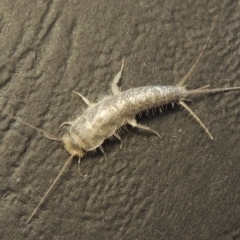 Ctenolepisma longicaudatum at Conder, ACT - 2 May 2016