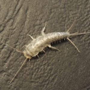 Ctenolepisma longicaudatum at Conder, ACT - 2 May 2016