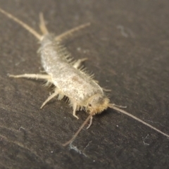 Ctenolepisma longicaudatum at Conder, ACT - 2 May 2016 10:24 AM