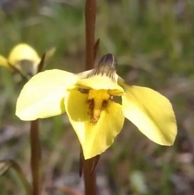 Diuris chryseopsis (Golden Moth) at Gungahlin, ACT - 16 Sep 2016 by DerekC