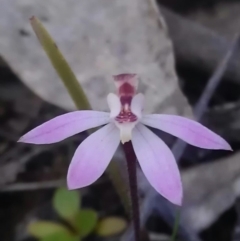 Caladenia fuscata (Dusky Fingers) at Mulligans Flat - 16 Sep 2016 by DerekC