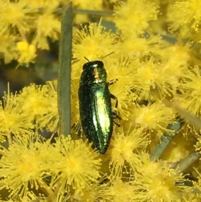 Melobasis sp. (genus) (Unidentified Melobasis jewel Beetle) at Wandiyali-Environa Conservation Area - 17 Sep 2016 by Wandiyali