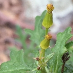 Senecio bathurstianus at Googong, NSW - 17 Sep 2016