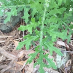 Senecio bathurstianus at Googong, NSW - 17 Sep 2016