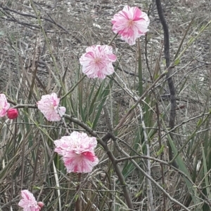 Chaenomeles speciosa at Queanbeyan West, NSW - 17 Sep 2016