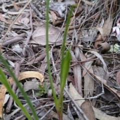 Diuris sp. (A Donkey Orchid) at Canberra Central, ACT - 17 Sep 2016 by Userjet