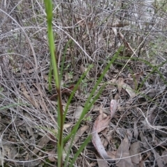 Diuris sp. (A Donkey Orchid) at Canberra Central, ACT - 17 Sep 2016 by Userjet