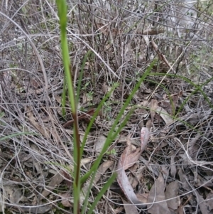 Diuris sp. at Canberra Central, ACT - suppressed