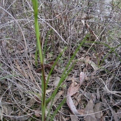 Diuris sp. (A Donkey Orchid) at Canberra Central, ACT - 17 Sep 2016 by Userjet