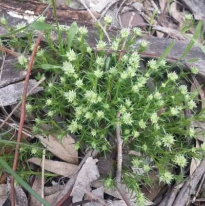 Scleranthus diander (Many-flowered Knawel) at Queanbeyan West, NSW - 17 Sep 2016 by Speedsta